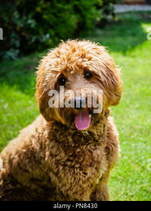 curly haired cockapoo