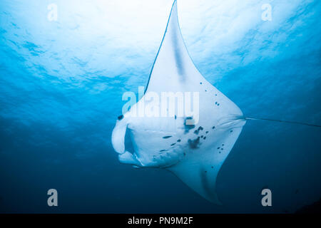 Manta ray. swimming in the blue ocean. Yap island Federated States of Micronesia Stock Photo