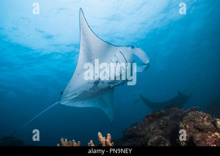 Manta ray. swimming in the blue ocean. Yap island Federated States of Micronesia Stock Photo