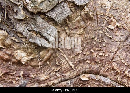 Closeup of tree bark Stock Photo