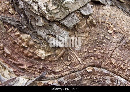 Closeup of tree bark Stock Photo