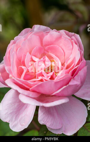 Close up of Rosa Brother Cadfael a pink rose flowering in an English garden, UK Stock Photo