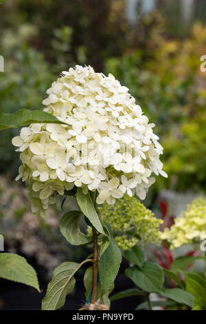 Close up of Hydrangea paniculata Limelight flowering in an English garden Stock Photo