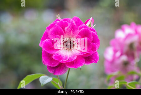 Close up of Rosa Brilliant Pink Iceberg - a pink Floribunda rose, UK Stock Photo