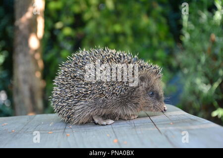 Hedgehog on wood in front of green nature Stock Photo