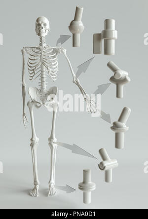 Joint types on the human skeleton - 3D Rendering Stock Photo