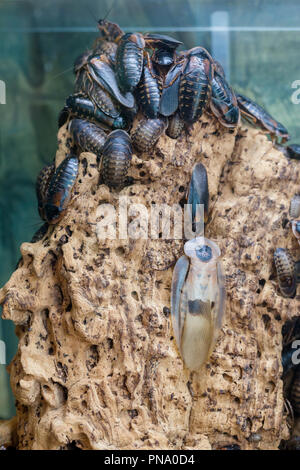 Central American giant cave cockroach (Blaberus giganteus), also known ...