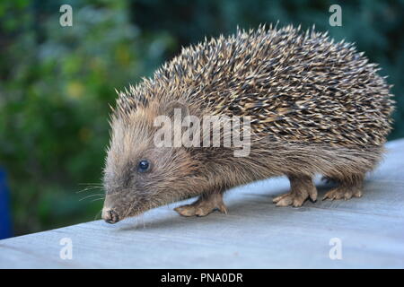 Hedgehog from the side on wood in front of green nature Stock Photo