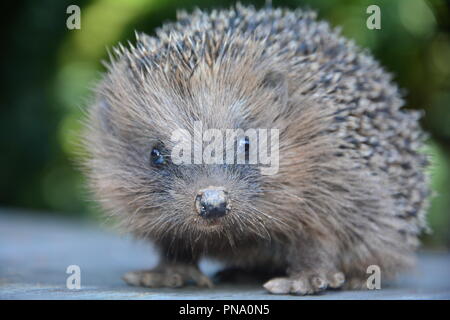 Close up from a hedgehog from the front  with  green nature Stock Photo