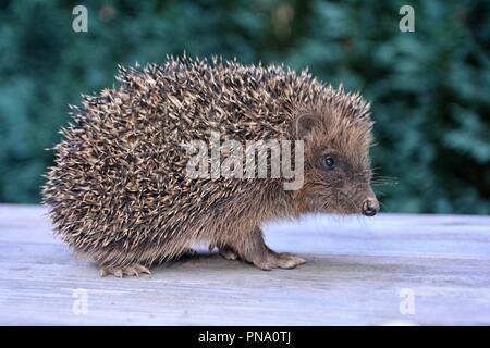 Hedgehog from the side on wood in front of green nature Stock Photo
