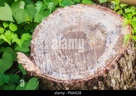 Stumps cut off and green leaves background texture. Cross-section texture of cut tree trunk with annual rings, gum and sawdust. Stock Photo