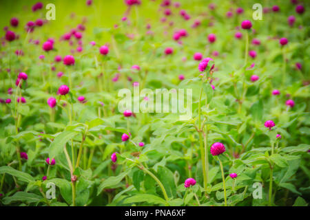 Colorful Gomphrena globosa flower on tree, also known as globe amaranth or bachelor button. The true species has magenta bracts, and have colors such 