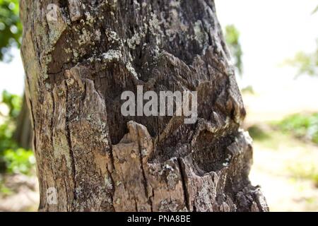 Closeup of tree bark that has an irregular pattern due to damage, weathering, being eaten away Stock Photo