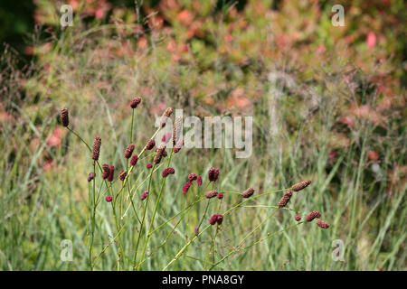 Sanguisorba officinalis 'Red Thunder' Stock Photo