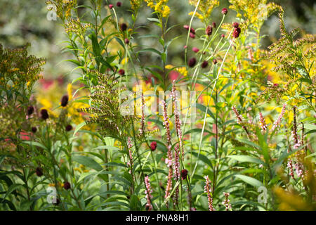 Persicaria amplexicaulis 'Rosea' (red bistort), Sanguisorba officinalis 'Red Thunder' (great burnet), Solidago (goldenrod) planting combination Stock Photo