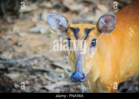 A cute Indian muntjac (Muntiacus muntjak), also called red muntjac and barking deer, is a common muntjac deer species in South and Southeast Asia. Stock Photo