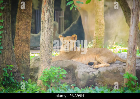 The lion (Panthera leo) is one of the big cats in the genus Panthera and a member of the family Felidae. The commonly used term African lion collectiv Stock Photo