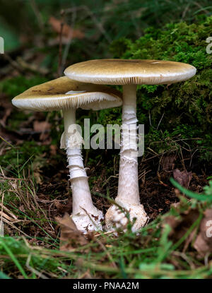 Amanita phalloides (The Death Cap) Stock Photo