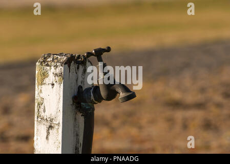 An older style brass garden tap attached to a wooden post painted white against a green lawn background Stock Photo