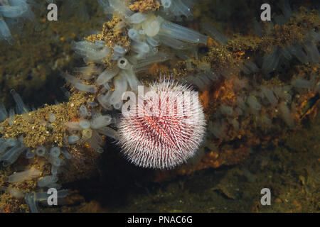 European edible sea urchin or common sea urchin (Echinus esculentus) in the colony of ascidians - Transparent sea squirt or Yellow Sea Squirt (Ciona i Stock Photo