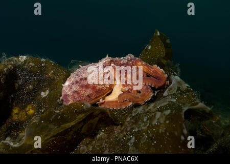 Northern octopus, Horned octopus or Curled octopus (Eledone cirrhosa) sits on the Laminaria Stock Photo