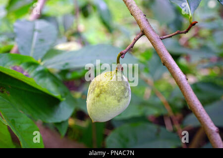 Fruit of the common pawpaw (asimina triloba) growing on a tree Stock Photo