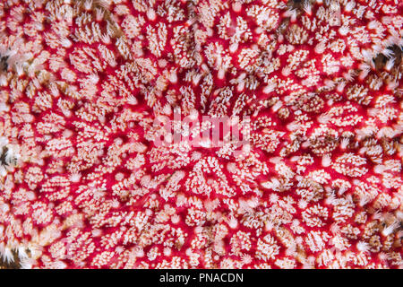 Close-up of Snowflake Star or Common Sun Star (Crossaster papposus) Stock Photo
