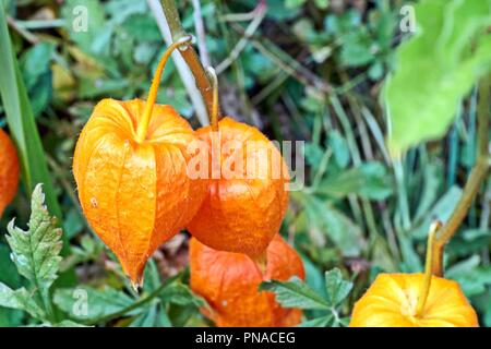 Physalis alkekengi, orange lanterns of physalis alkekengi among green leaves. Stock Photo