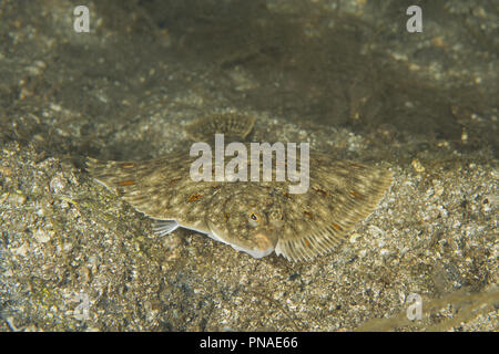 European plaice (Pleuronectes platessa) on sand Stock Photo