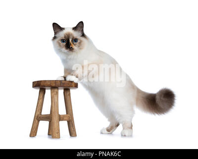 Naughty tortie Sacred Birman cat kitten standing side ways with front paws on little wooden stool, looking at lens isolated on white background Stock Photo