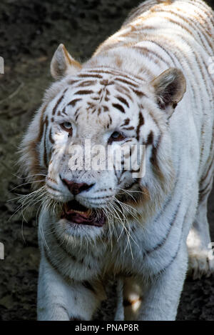 The white tiger or bleached tiger is a pigmentation variant of the Bengal tiger Stock Photo