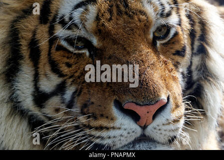 Siberian tiger is a population of the Mainland Asian tiger (Panthera tigris tigris). Stock Photo