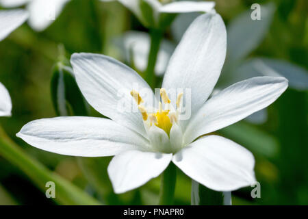 Star-of-Bethlehem (ornithogalum umbellatum), close up of a single flower. Stock Photo