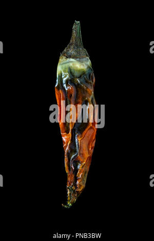 A single dry chilli on a black background Stock Photo