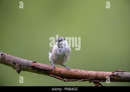 Great Tit, Parus Major. is a Passerine Bird in the Tit Family Paridae.  Stock Photo - Image of beauty, major: 166702682