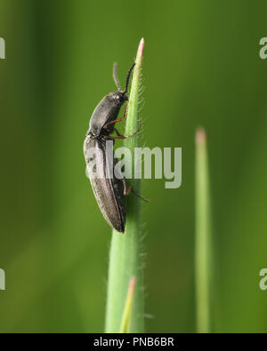 Click Beetle in the family Elateridae climbing up a blade of grass. Tipperary, Ireland Stock Photo