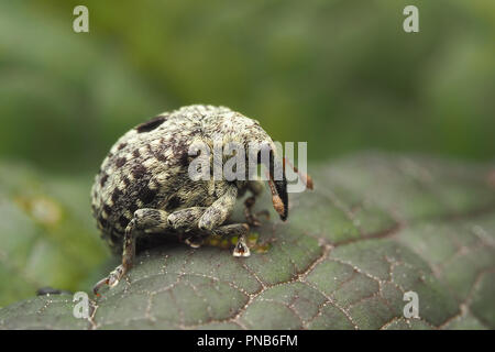 Figwort Weevil (Cionus hortulanus) sitting on figwort leaf. Tipperary, Ireland Stock Photo
