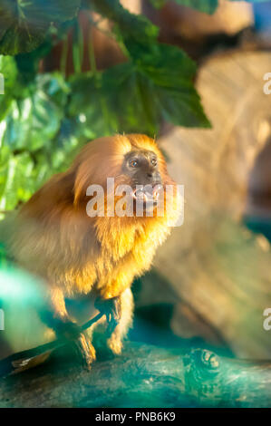 Monkey Lion Tamarin in the park Stock Photo - Alamy