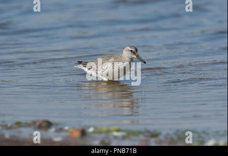 Knot (Calidris canutus). Juvenile bird foraging. The species is known as the red knot in North America Stock Photo