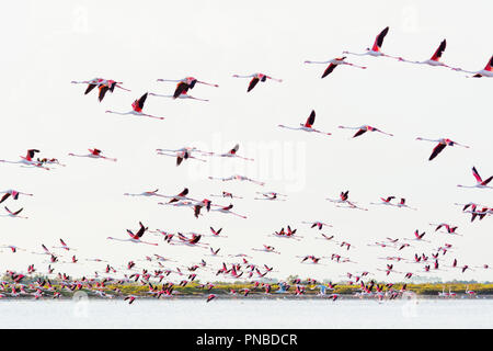 European Flamingo, Great Flamingo, Phoenicopterus roseus, in Flight, Saintes-Maries-de-la-Mer, Parc naturel régional de Camargue, Languedoc Roussillon Stock Photo
