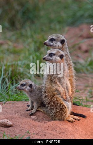 Meerkat, Suricata suricatta, with Young Animal, Family Stock Photo