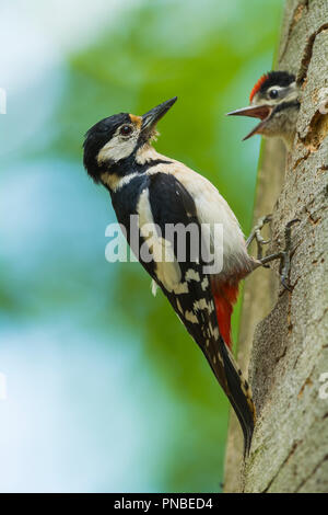 Great Spotted Woodpecker, Dendrocopos major, at the Nesting Hole with Young Woodpecker, Germany Stock Photo
