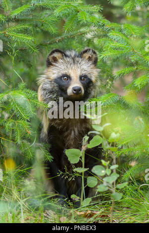 Raccoon Dog, Nyctereutes procyonoides Stock Photo