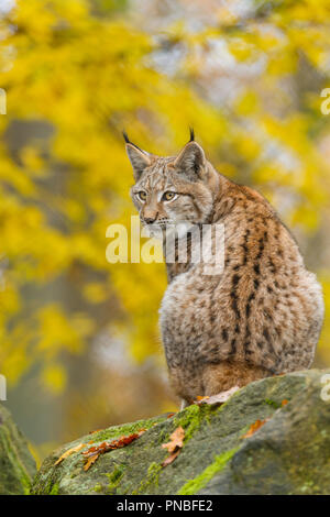 Eurasian Lynx, Lynx lynx, in Autumn, Germany, Europe Stock Photo