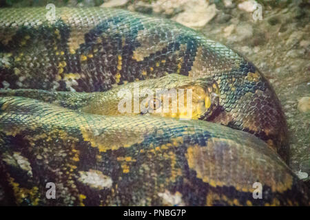 The reticulated python (Python reticulatus) is a species of python found in Southeast Asia. They are nonvenomous constrictors and normally not conside Stock Photo