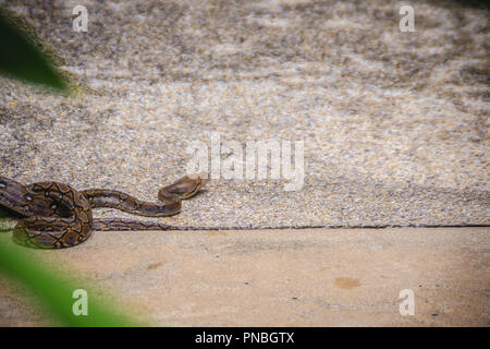 The Burmese python (Python bivittatus) is one of the five largest species of snakes in the world. It is native to a large area of tropical South and S Stock Photo
