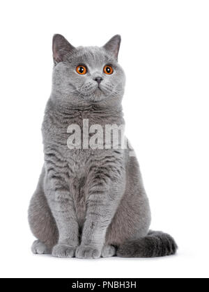 Sweet young adult solid blue British Shorthair cat kitten sitting up, looking to the side with orange eyes , isolated on white background Stock Photo