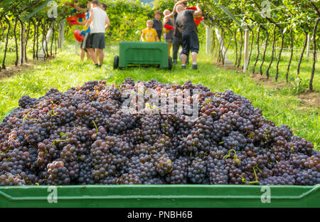 Crate of harvested grapes and rows of vines during the grape harvest in the South Tyrol / Trentino Alto Adige, northern Italy. Stock Photo