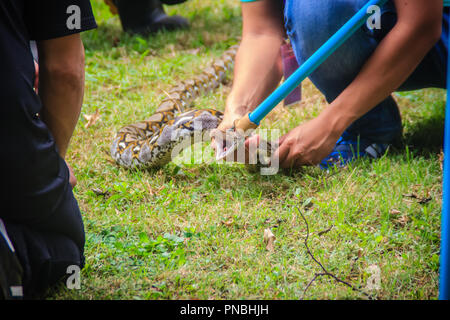 People are catching snake in the garden with snake catcher tool that