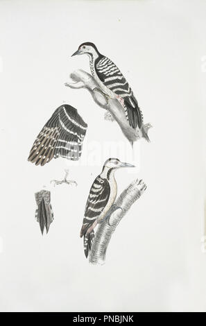 Woodpecker Illustration Stock Photo Alamy